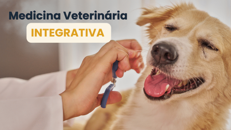 Medicina veterinária integrativa: acupuntura em um cão golden retriever